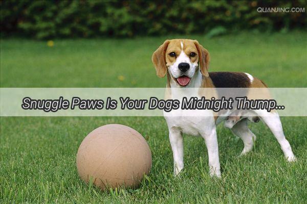 Snuggle Paws Is Your Dogs Midnight Thumping Normal or Just Adorable